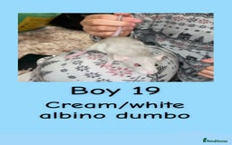 Rat rodents for sale: Beautiful baby rats looking for forever homes! - Advert 34