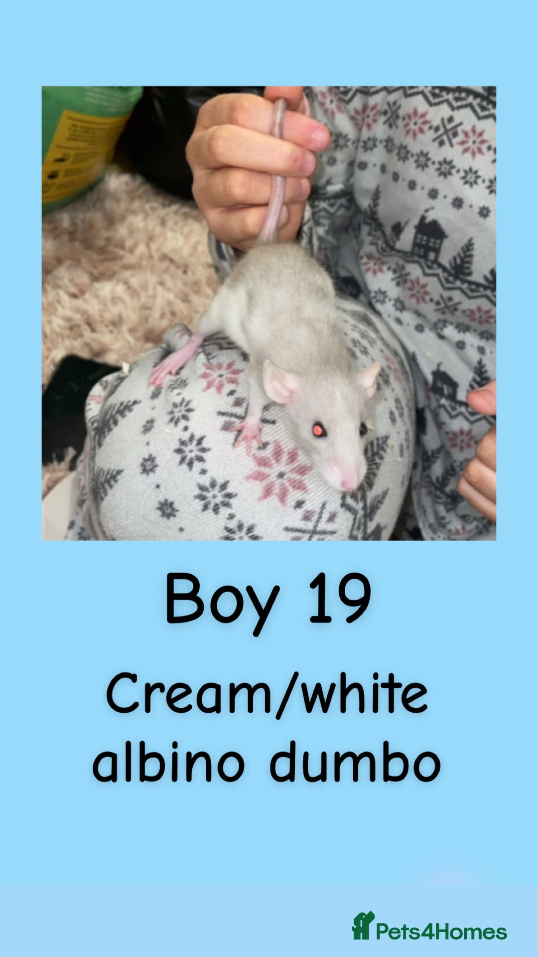 Rat rodents for sale: Beautiful baby rats looking for forever homes! - Advert 34