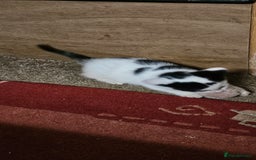 Mixed Breed cats for sale: Kittens - Advert 2