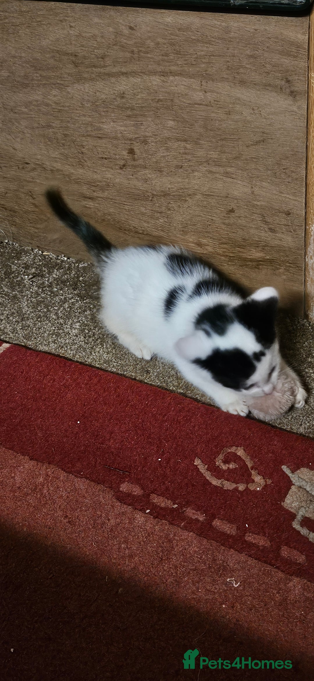 Mixed Breed cats for sale: Kittens - Advert 2