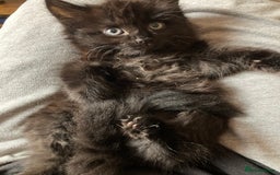Turkish Angora cats for sale: 3 beautiful kittens ready to find a loving home  - Image 14