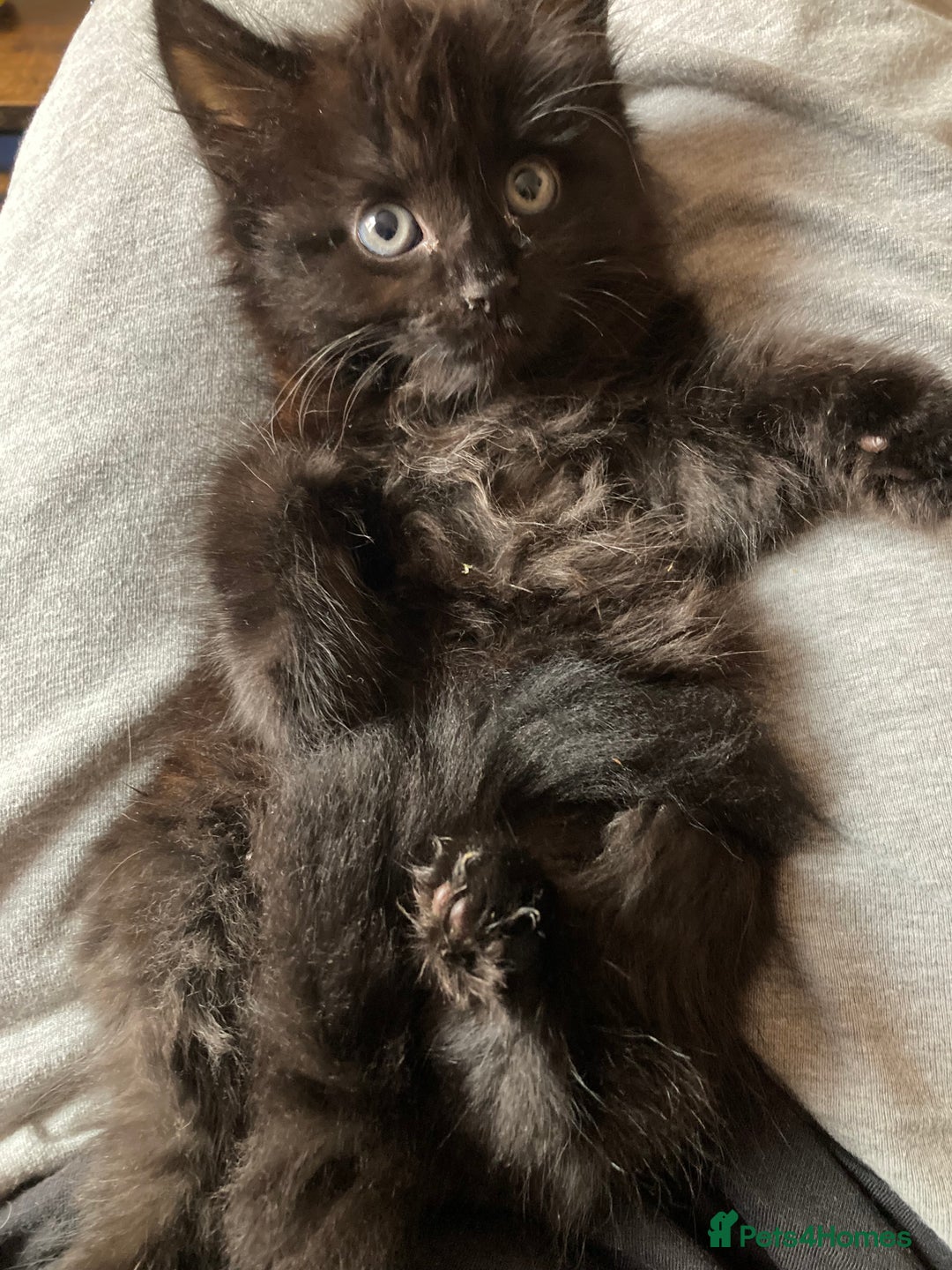 Turkish Angora cats for sale: 3 beautiful kittens ready to find a loving home  - Image 14