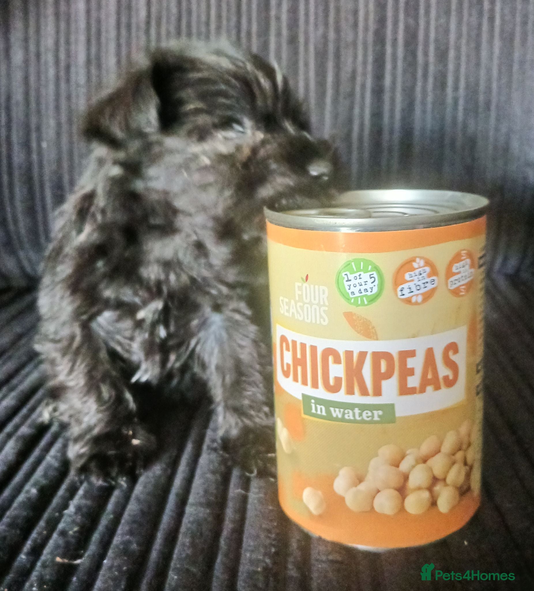 Miniature Schnauzer dogs TOY & SMALL MINI SCHNAUZERS - Advert 8