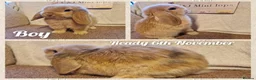Mini Lop rabbits for sale: Mini lop kits to reserve. Vetchecked&vaccinated. - Advert 5