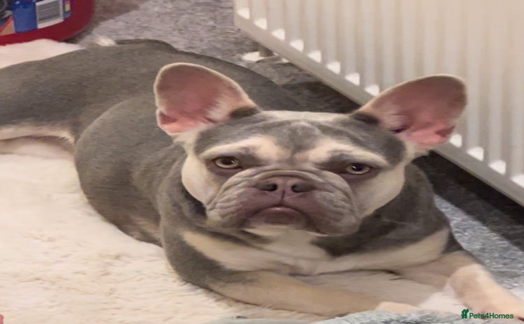 French Bulldog dogs - Advert 1