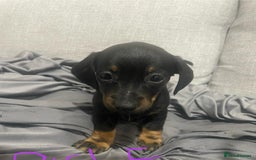 Miniature Dachshund dogs for sale: Splendid mini-dapple-doxies-shorthair - Image 3