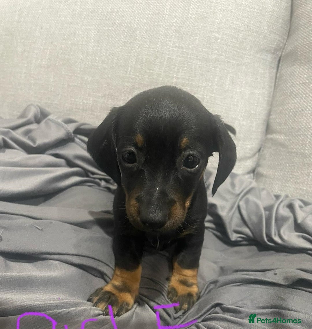 Miniature Dachshund dogs for sale: Splendid mini-dapple-doxies-shorthair - Image 3