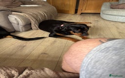Rottweiler dogs for sale: 1 year old female Rottweiler for sale  - Advert 6