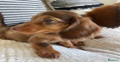 Miniature Dachshund dogs - Advert 11