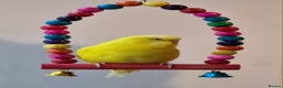 Budgerigars birds for sale: Male and Female budgies with their cage and toys - Advert 2