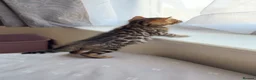 Bengal cats for sale: Beautiful Bengal Kittens🤎 in London - Advert 6