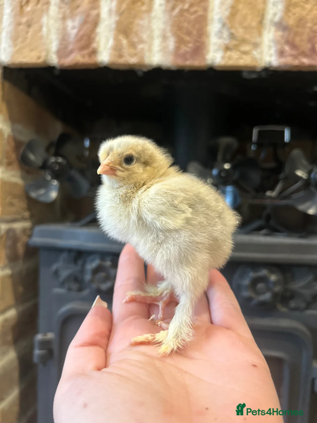 Chickens poultry for sale: Isabella Brahma chicks - Advert 2