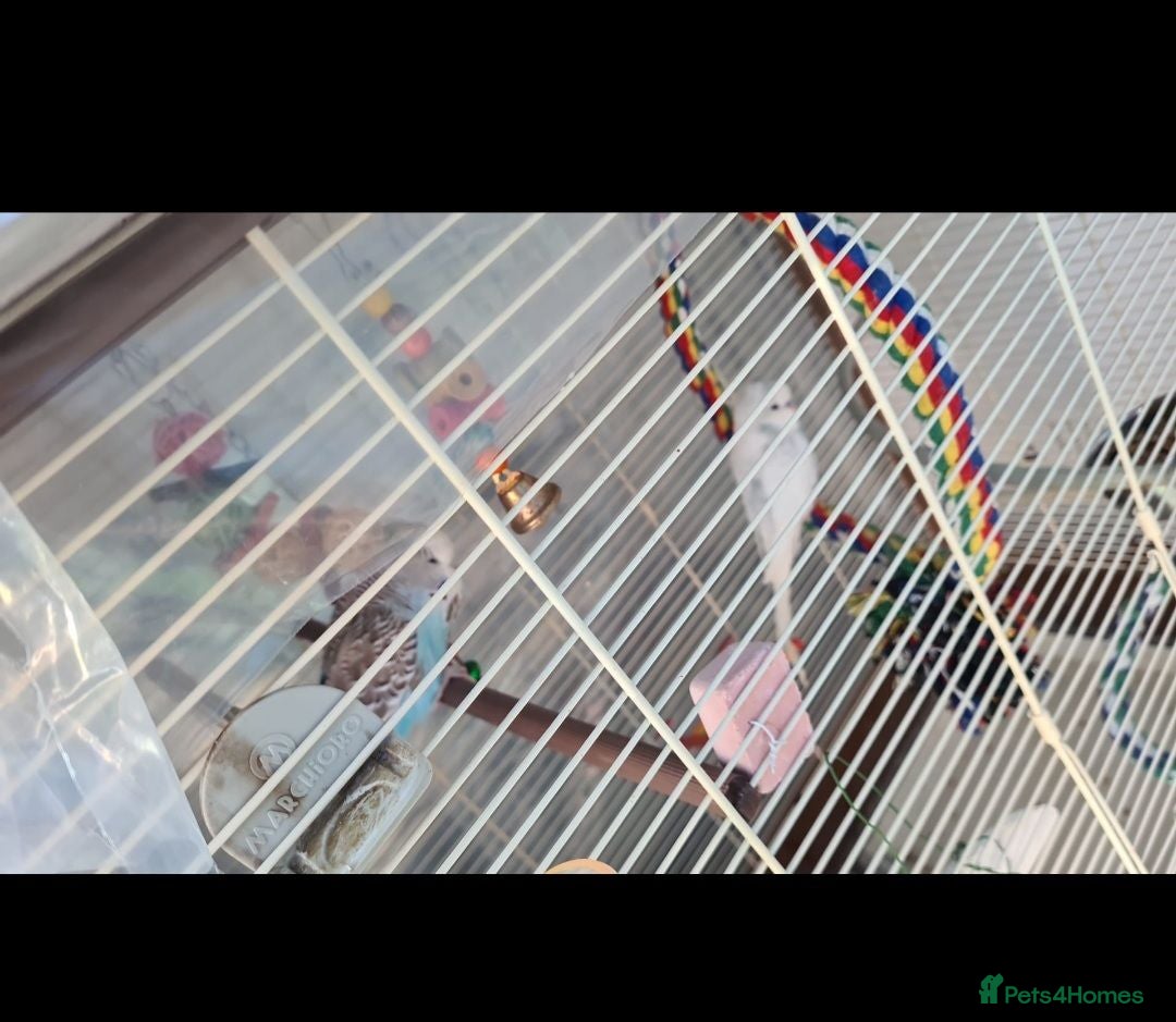 Budgerigars birds Proven Pair buggies - Advert 1