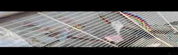 Budgerigars birds for sale: Proven Pair buggies in Ilford - Advert 1