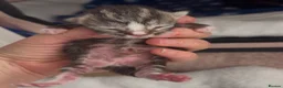 Ragdoll cats for sale: Beautiful Ragdoll cross kittens  - Advert 5