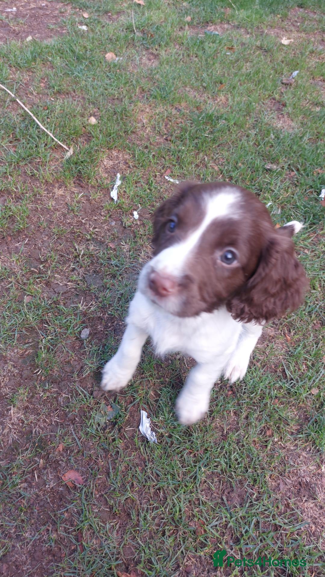 English Springer Spaniel dogs English springer spaniels - Advert 5