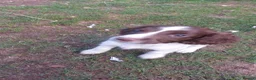 English Springer Spaniel dogs for sale: English springer spaniels in Bargoed - Advert 21