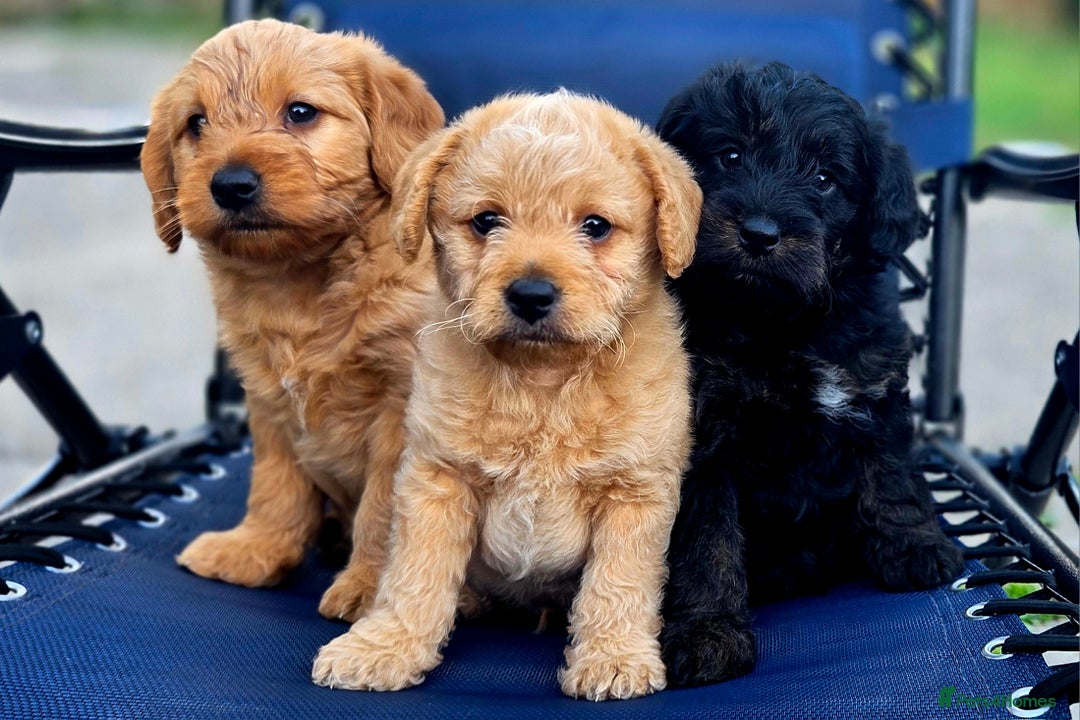 Jackapoo dogs for sale: Jackapoo puppies - Image 1