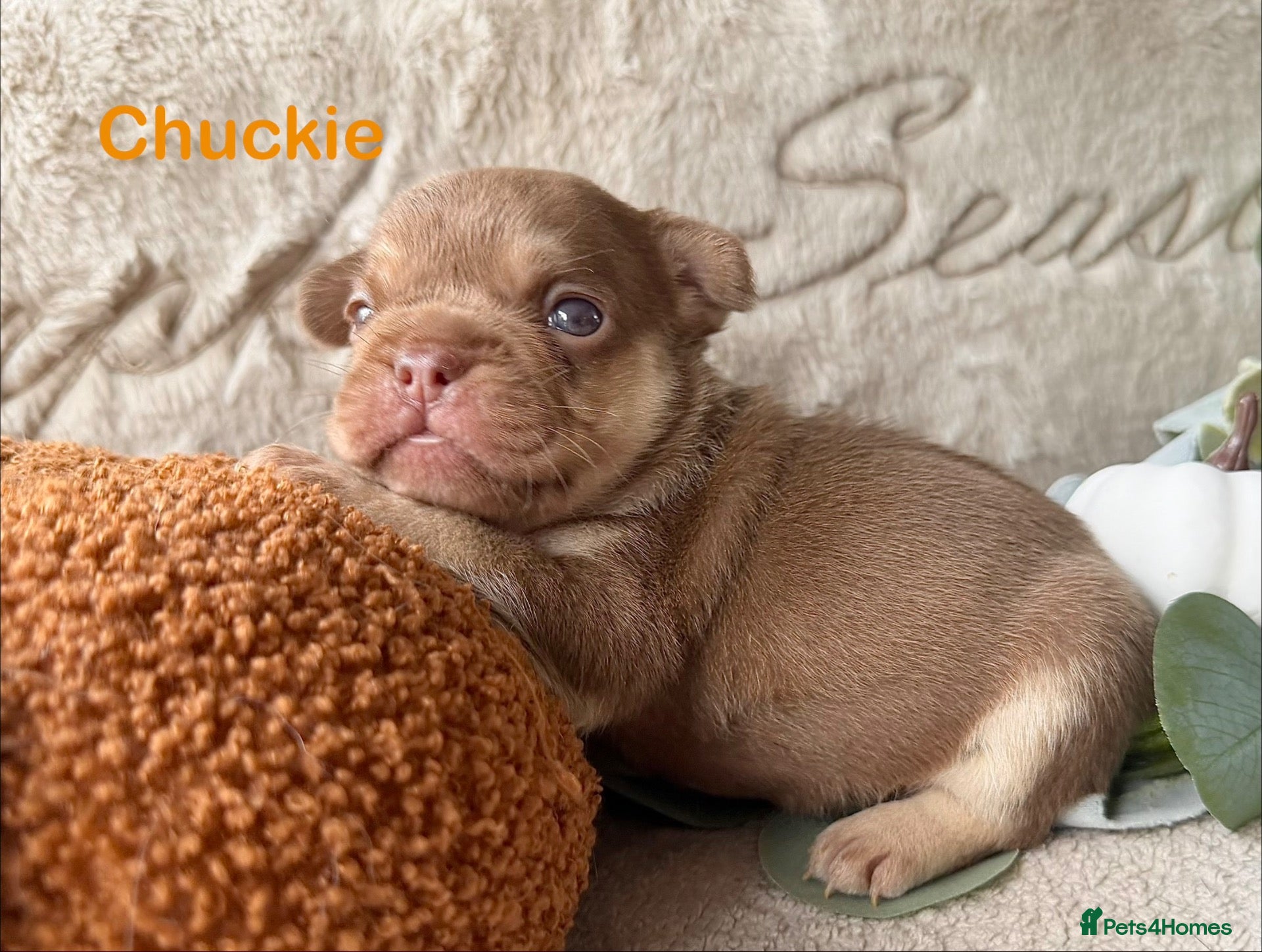 French Bulldog dogs Kc registered chocolate and tan frenchies - Advert 2