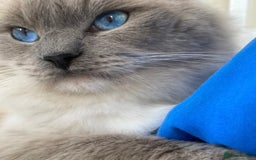 Ragdoll cats for sale: Beautiful Ragdoll Kittens (GCCF)TICA Reg. - Image 13