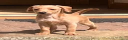 Mixed Breed dogs for sale: Just one Pootalian girl left - Advert 1