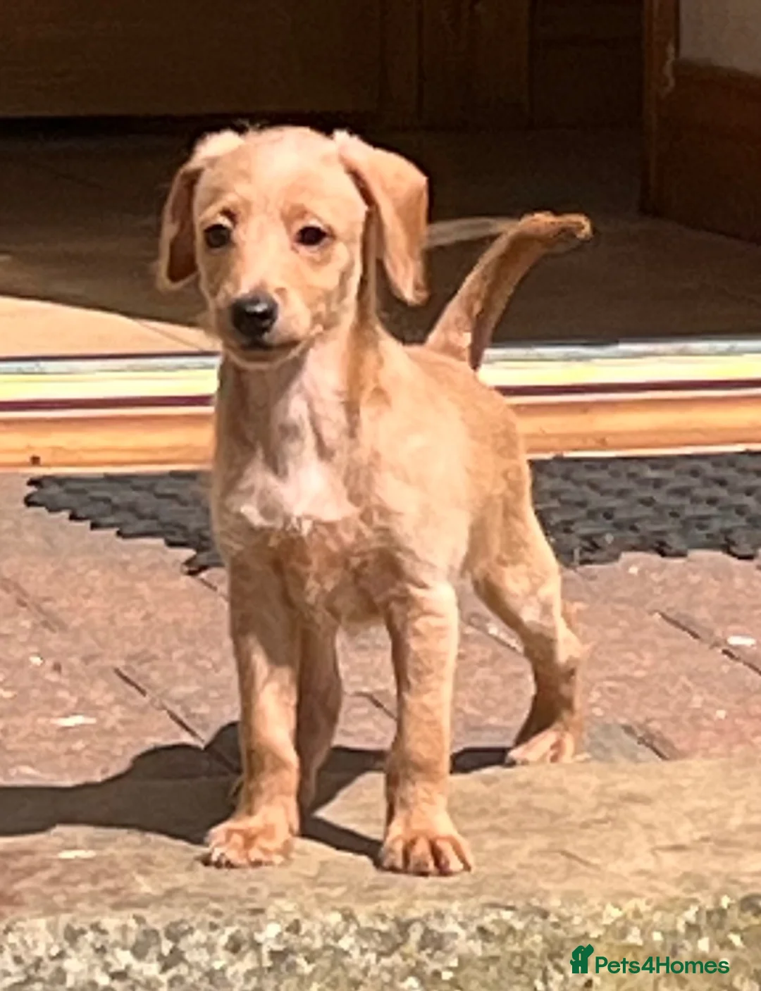 Mixed Breed dogs for sale: Just one Pootalian girl left - Advert 1