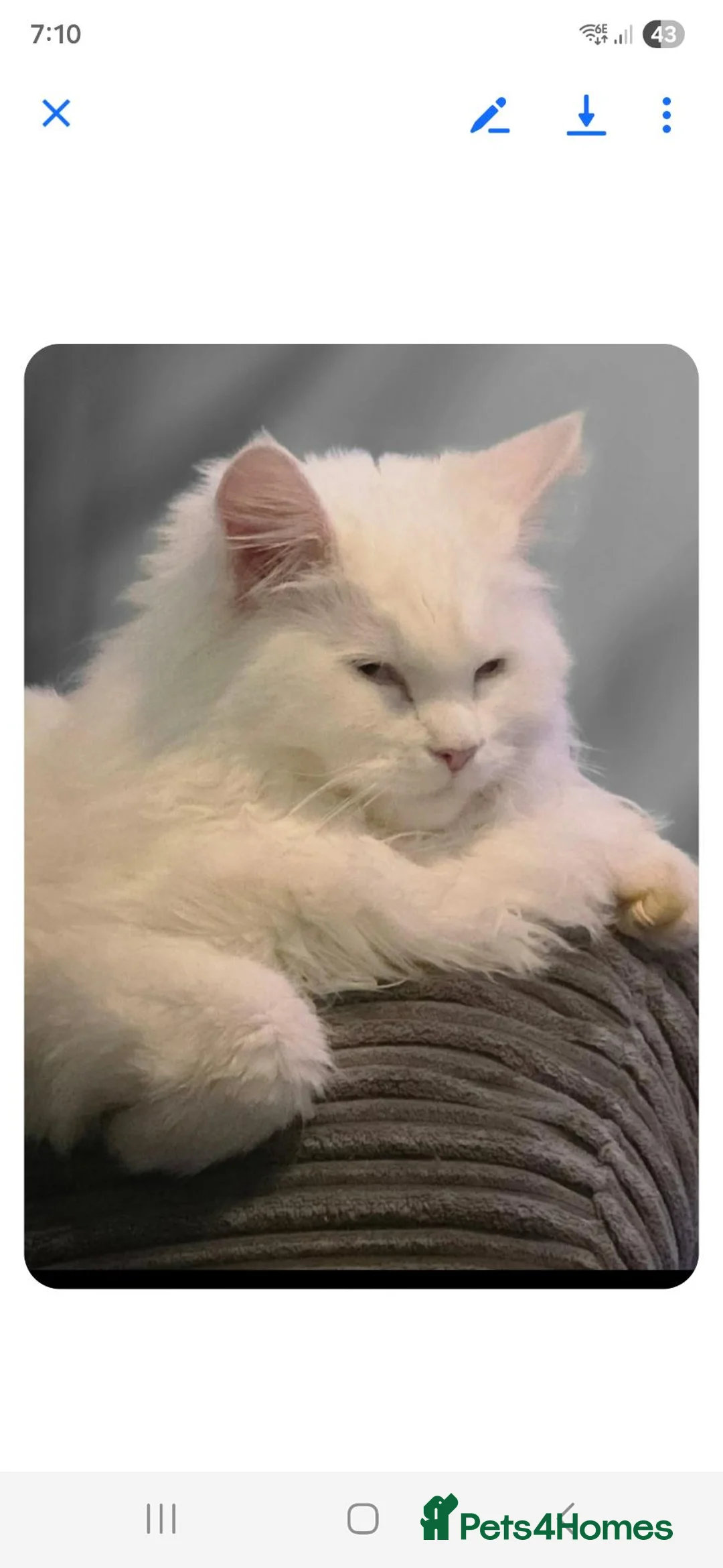 Maine Coon cats for sale: Pure white maincoon  in Glasgow - Advert 7