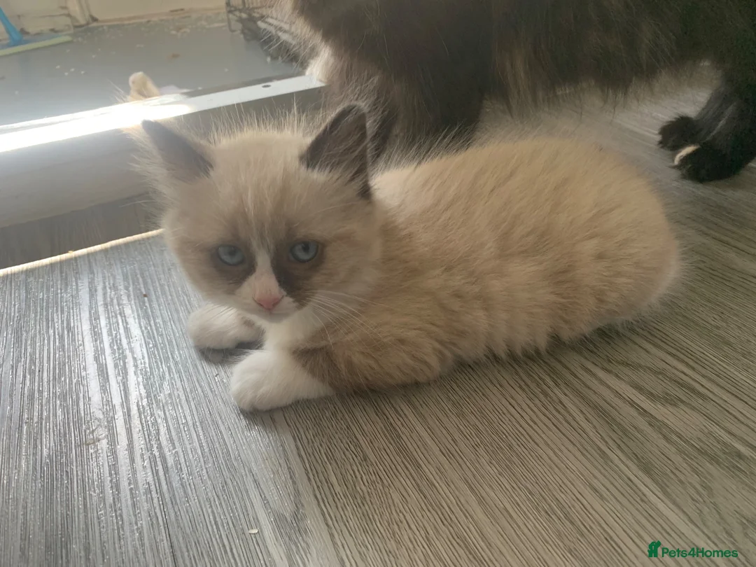 Mixed Breed cats for sale: Mixed Breed Beautiful Kittens - Advert 2
