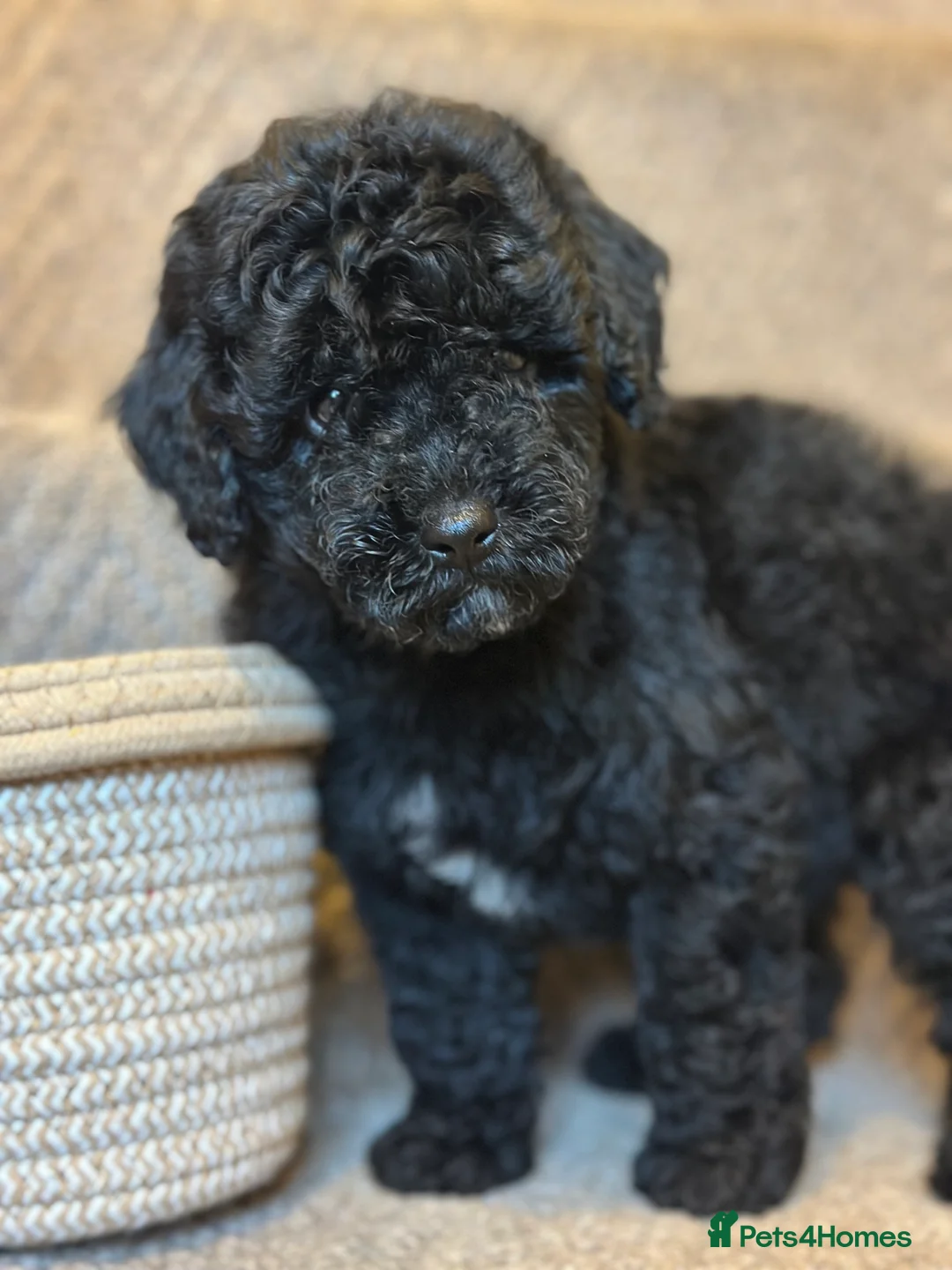 Poochon dogs for sale: Poochon pups 🩷🩵 - Advert 13