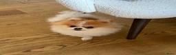 Pomeranian dogs for sale:  **  male  - Advert 5