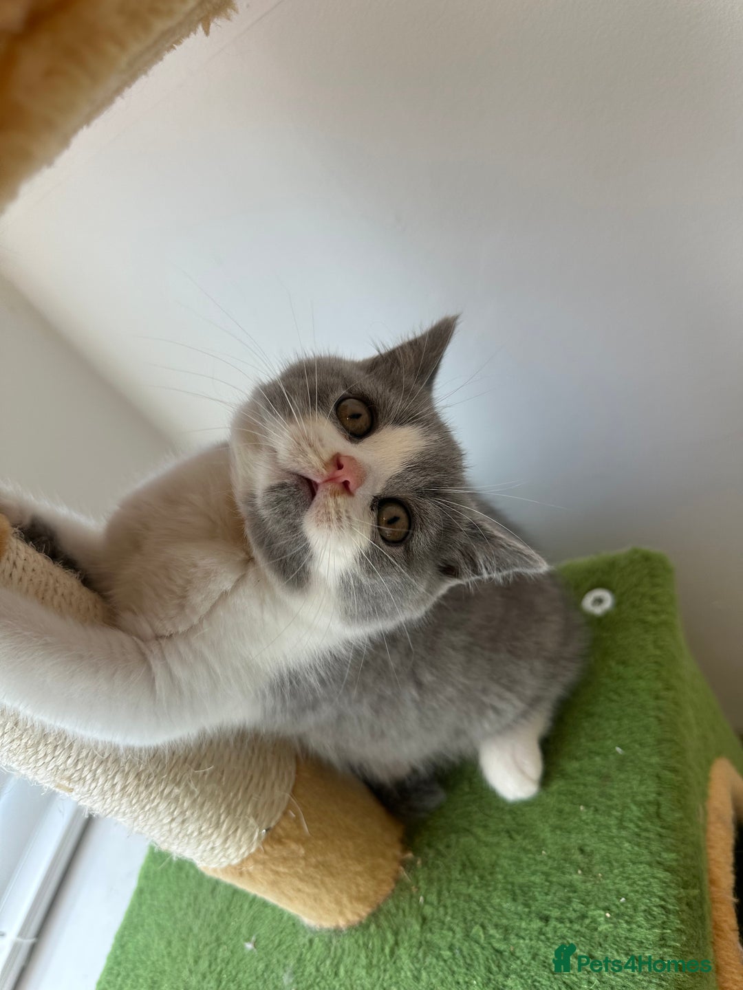 British Shorthair cats for sale: 🐻 STUNNING GIRL GCCF REGISTERED REDUCED LAST 1 🐻 - Image 25