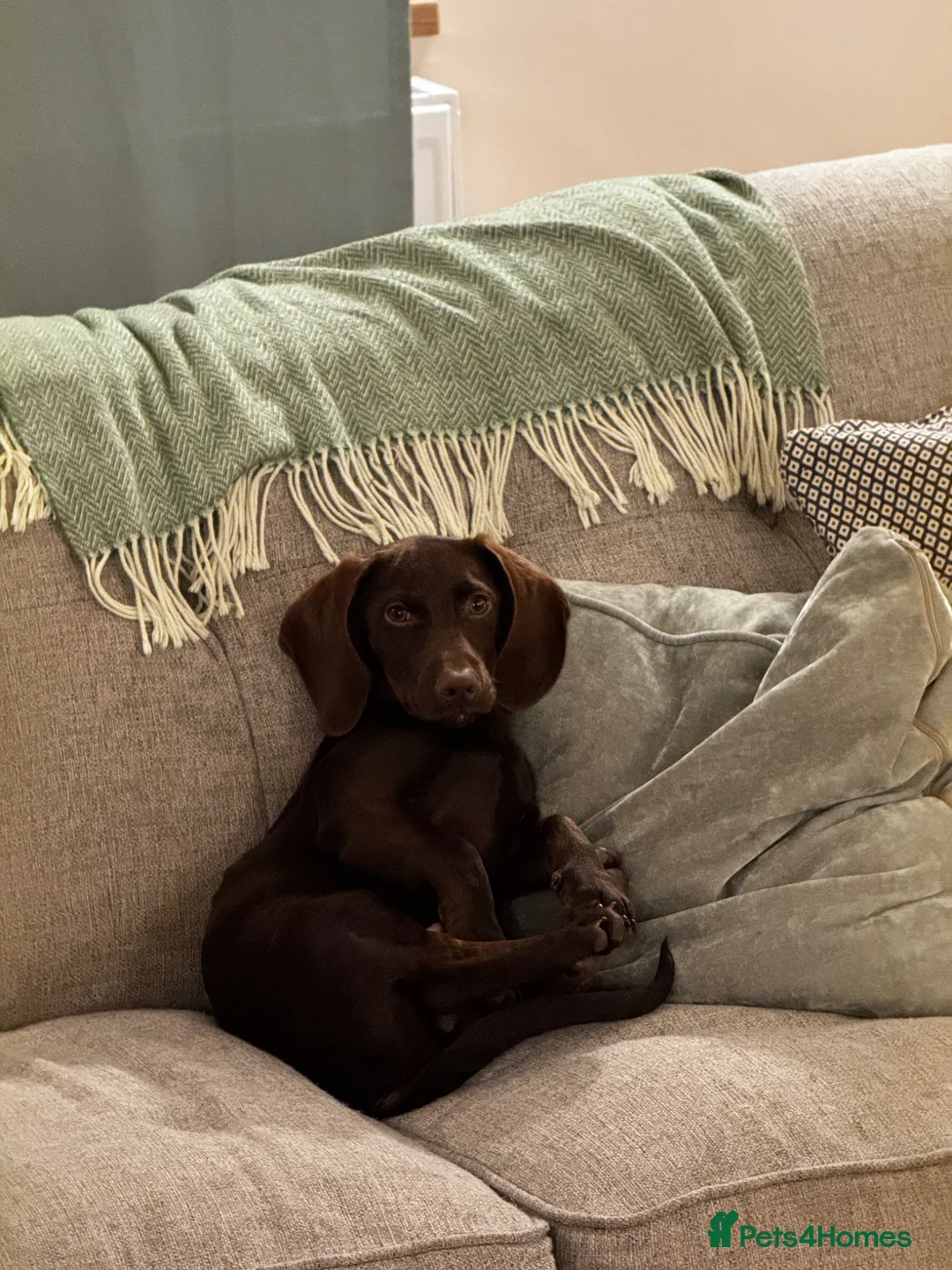 Mixed Breed dogs for sale: Beautiful, affectionate Cocker x Dachshund - Advert 7