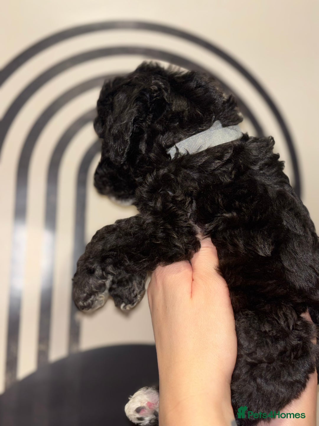 Poochon dogs for sale: Beautiful Poochon’s  - Advert 8