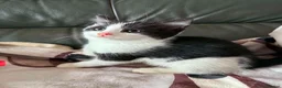 Mixed Breed cats for adoption: Playful kittens looking for their forever homes  - Advert 4