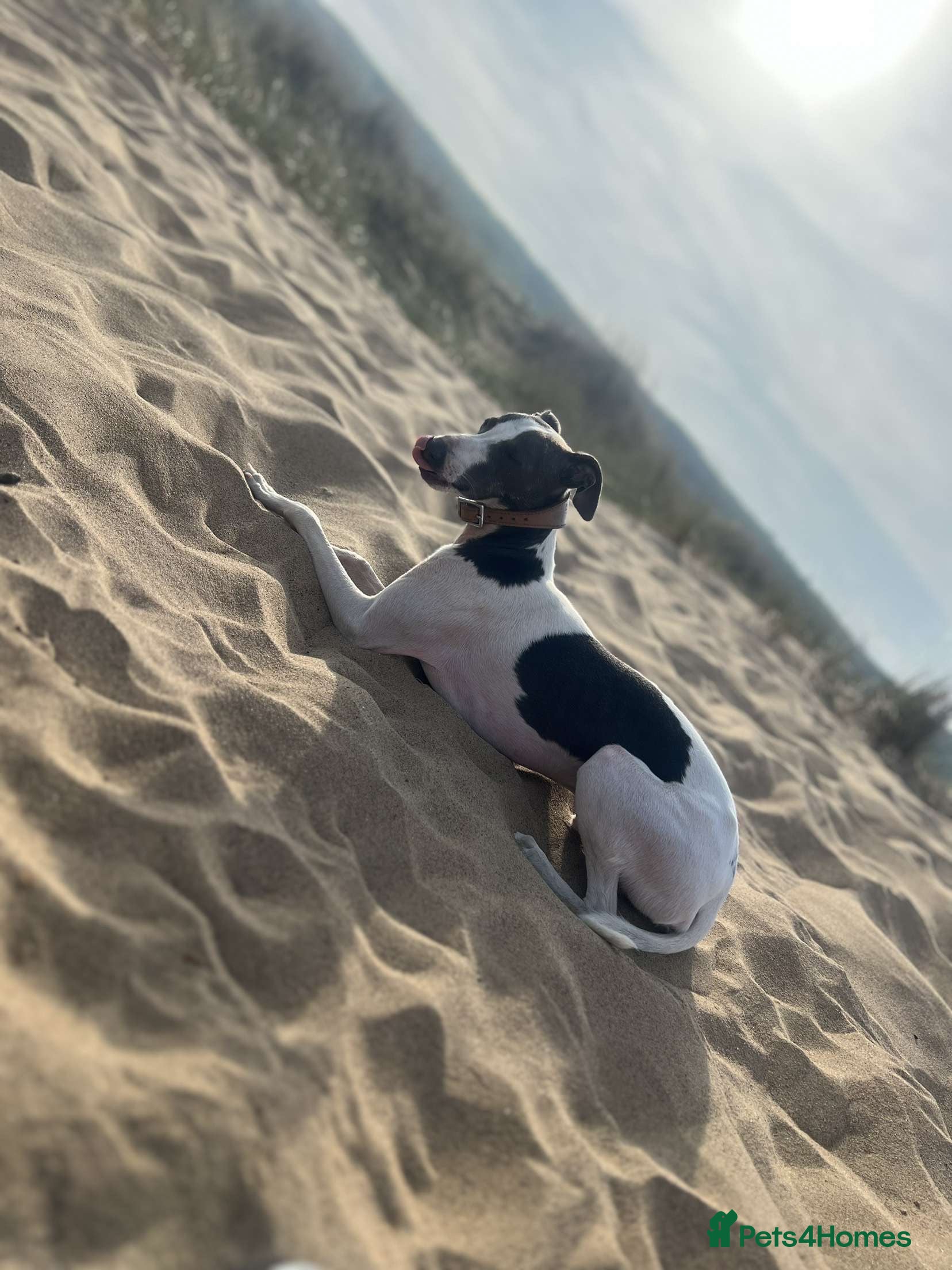 Italian Greyhound dogs Italian greyhound stud - Advert 1