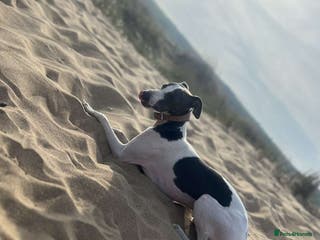 Italian Greyhound dogs Italian greyhound stud - Advert 1