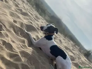 Italian Greyhound dogs Italian greyhound stud - Advert 11