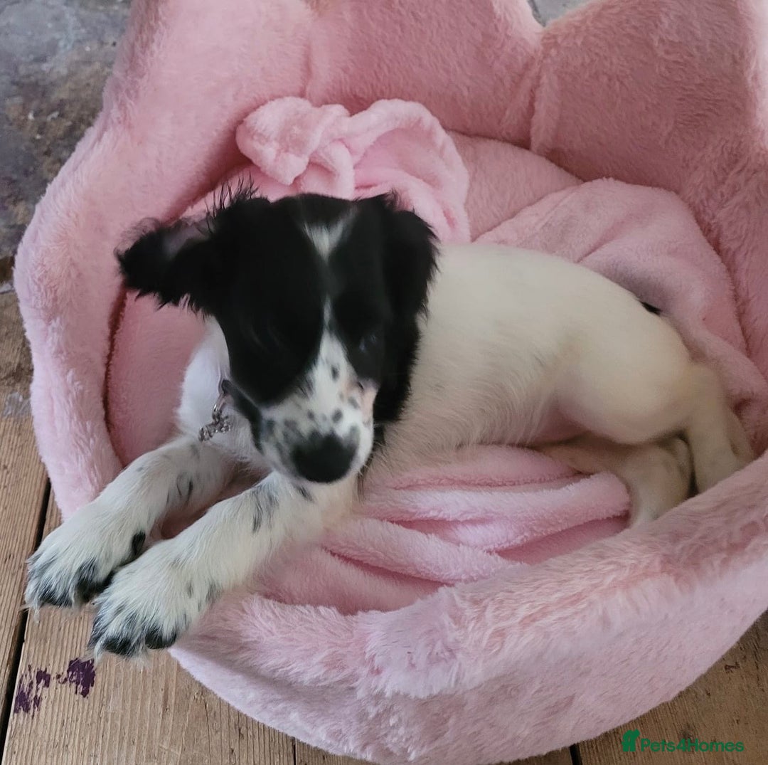 Cocker Spaniel dogs for sale: Black and white female cocker spaniel  - Image 7