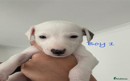 Whippet dogs for sale: KC Registered Whippet Puppies - Image 12
