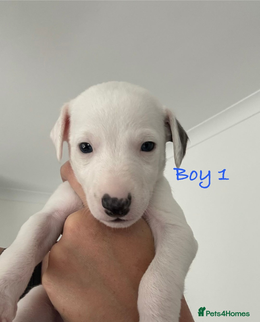 Whippet dogs for sale: KC Registered Whippet Puppies - Image 12