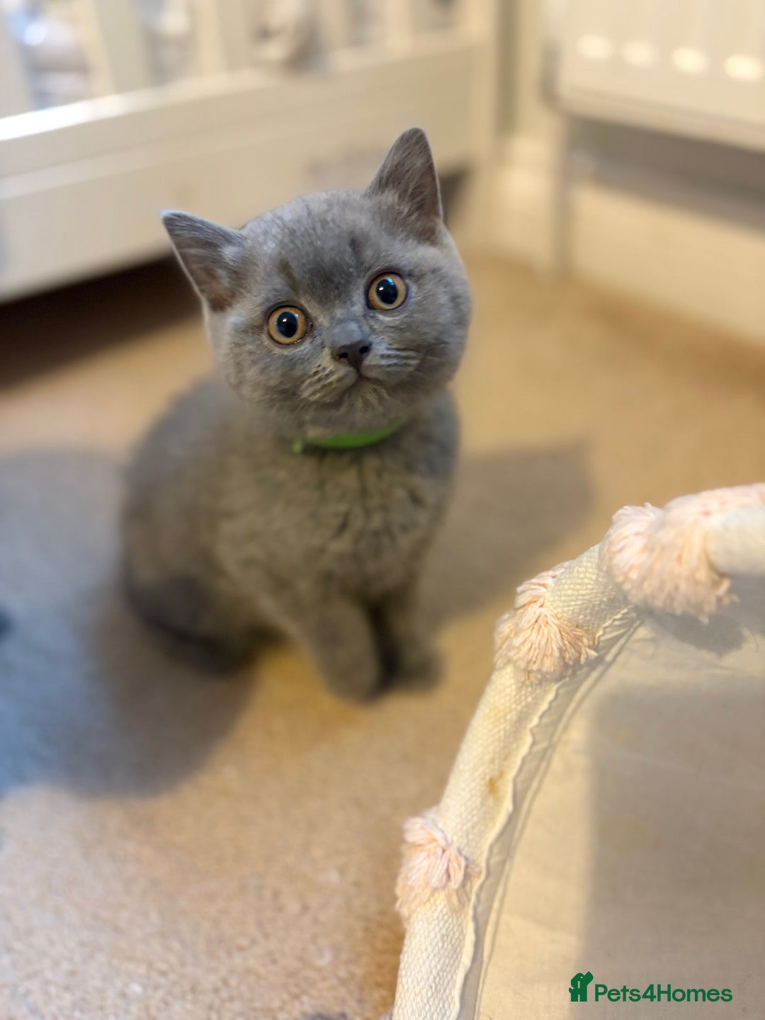 British Shorthair cats for sale: GCCF Registered British Shorthair Kittens - Advert 18