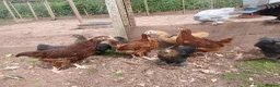 Chickens poultry for sale: Various young pullets - Advert 1