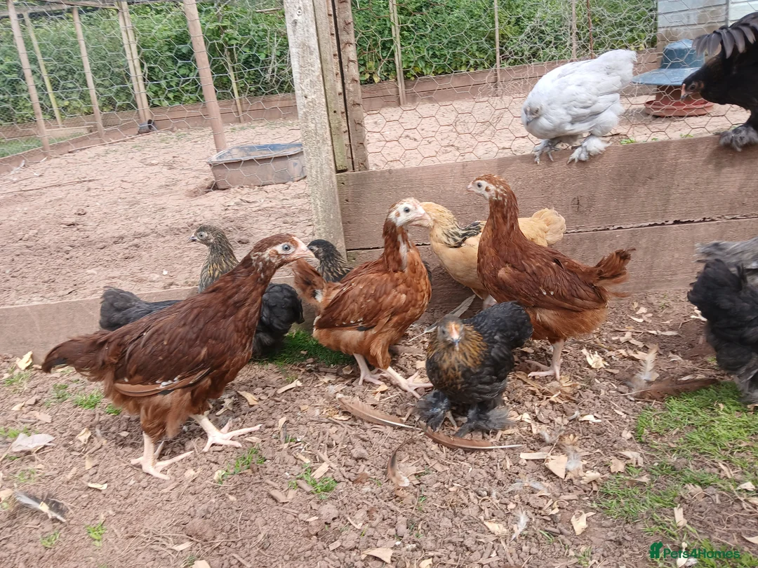 Chickens poultry for sale: Various young pullets - Advert 1