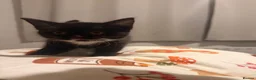 Mixed Breed cats for sale: 3x male tuxedo kittens for sale  - Advert 7