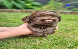 Cocker Spaniel dogs for sale: Show type x working cocker spaniel puppies - Image 8