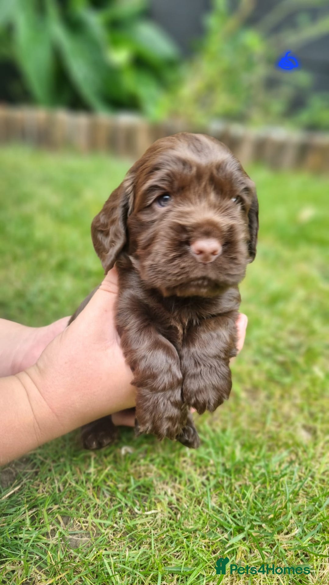 Cocker Spaniel dogs for sale: Show type x working cocker spaniel puppies - Image 8
