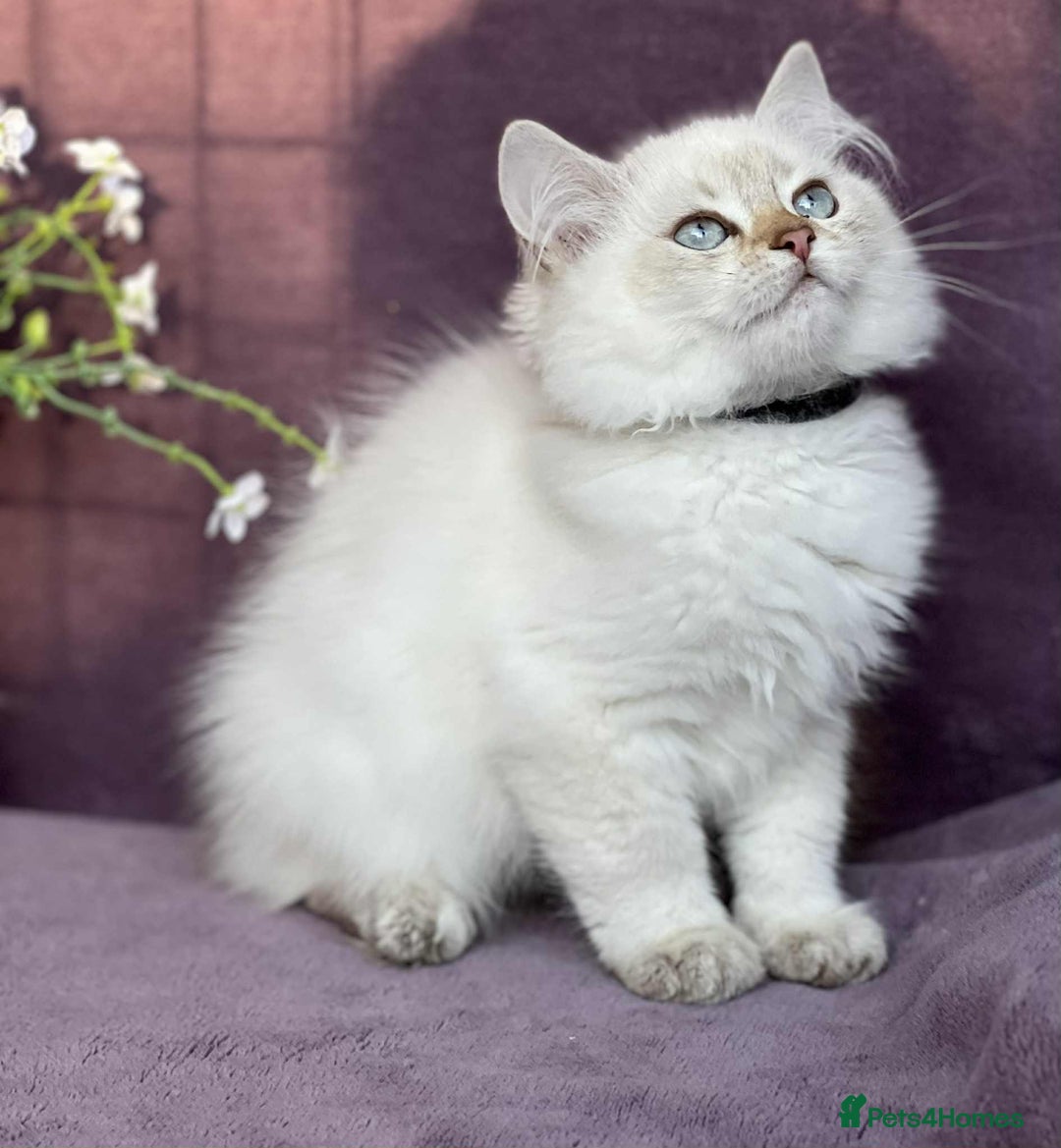 British Shorthair cats for sale: Lovely BSH kittens - ready for their forever homes - Image 5
