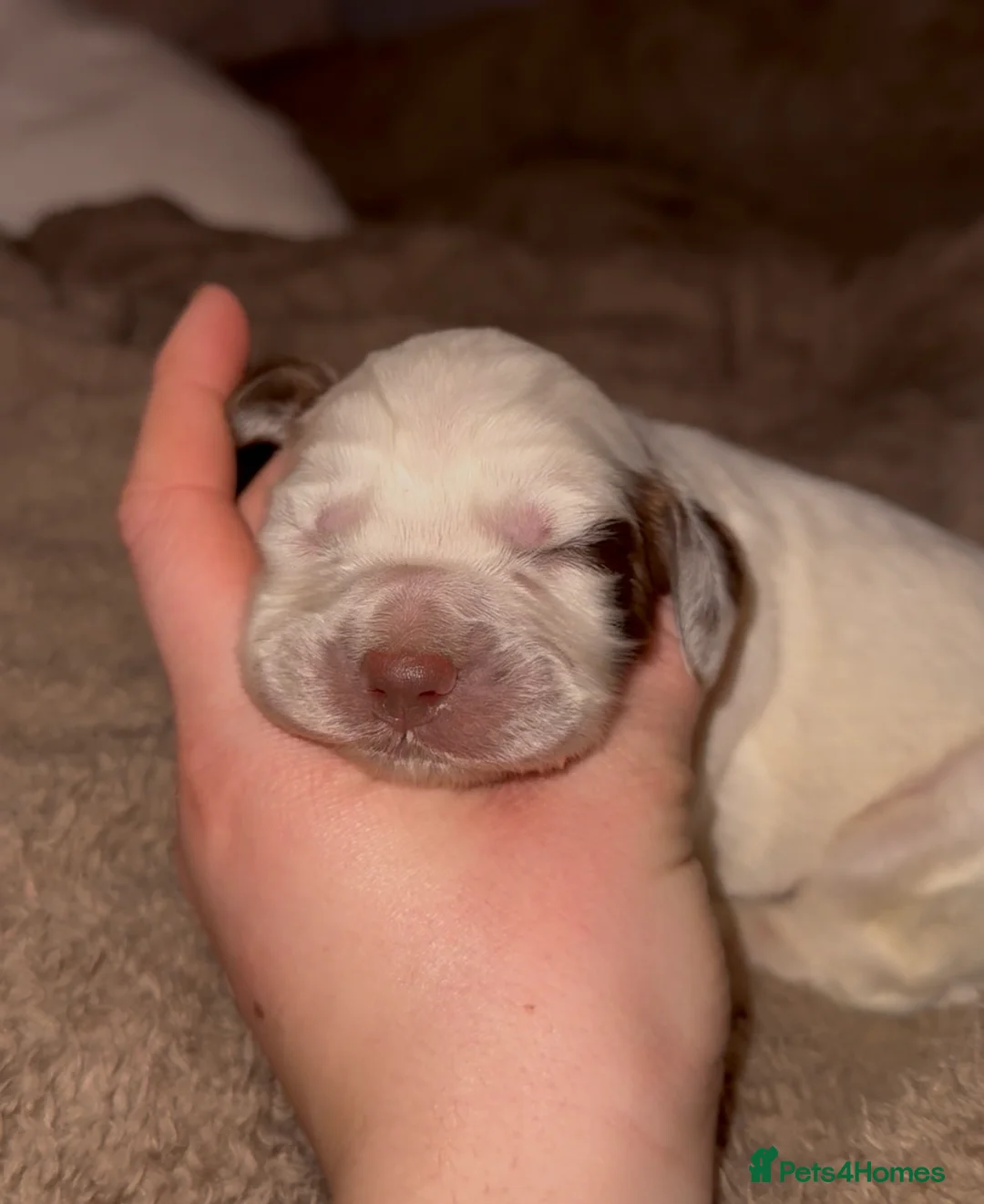 Cocker Spaniel dogs for sale: 9 Week Old - Boy Working Cocker Spaniel  - Advert 5