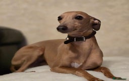 Mixed Breed dogs for sale: Italianpoos - Advert 12