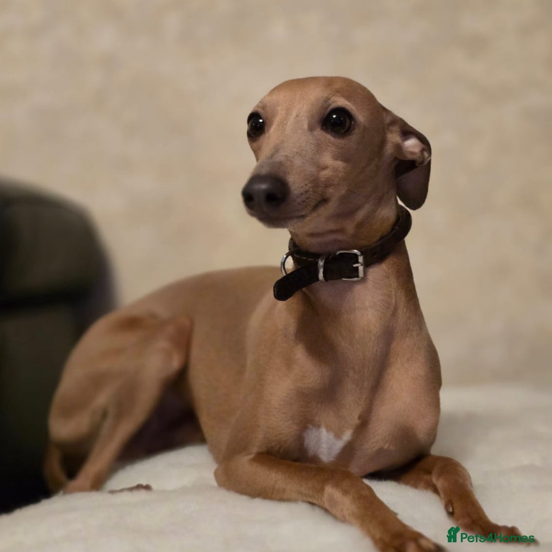 Mixed Breed dogs for sale: Italianpoos - Advert 12